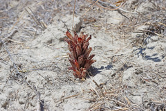 Aphyllon corymbosum corymbosum