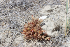 Aphyllon corymbosum corymbosum