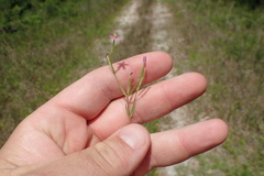 Centaurium pulchellum