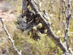 Tillandsia pedicellata