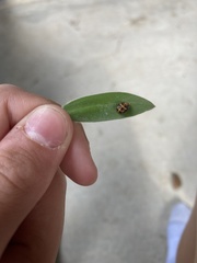 Harmonia axyridis