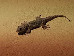 Tarentola mauritanica