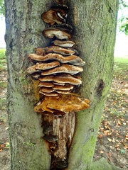 Inonotus cuticularis