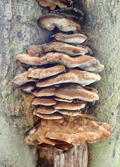 Inonotus cuticularis