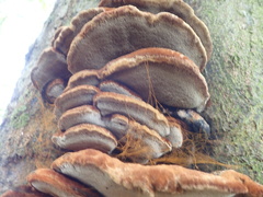 Inonotus cuticularis