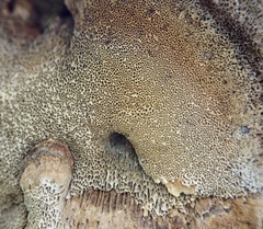 Inonotus cuticularis