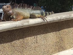 Iguana iguana
