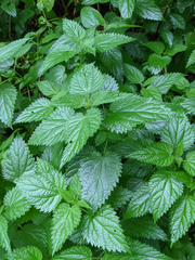 Urtica dioica