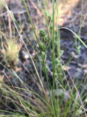 Carex inversa
