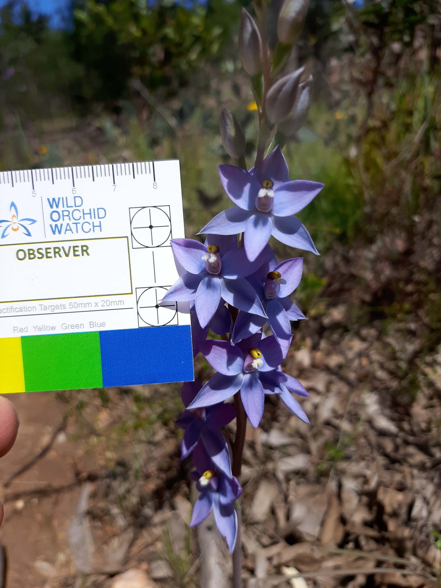 Thelymitra glaucophylla · iNaturalist