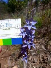Thelymitra glaucophylla