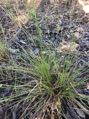 Carex inversa
