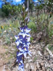 Thelymitra glaucophylla