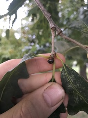 Andricus mamillaformis