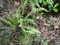 Blechnum zeelandicum
