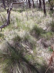 Thelymitra glaucophylla