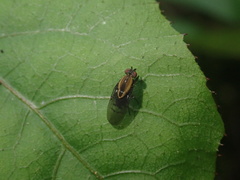 Allophylopsis