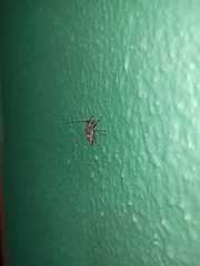 Oedopeza maculatissima