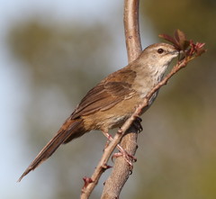 Bradypterus baboecala