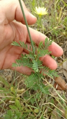Dalea emarginata