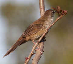 Bradypterus baboecala