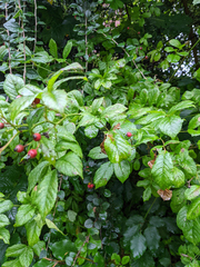 Rosa multiflora