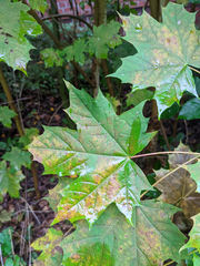 Acer platanoides