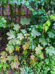 Acer platanoides