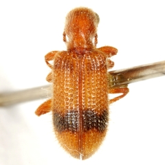 Cymatodera puncticollis