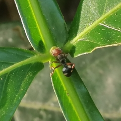 Cephalotes umbraculatus
