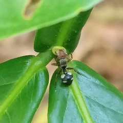 Cephalotes umbraculatus