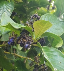 Palicourea brachiata