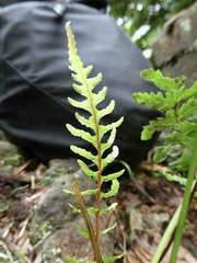 Blechnum zeelandicum