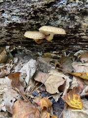 Leucopholiota