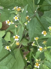 Galinsoga quadriradiata