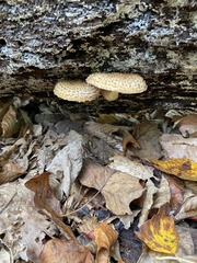 Leucopholiota