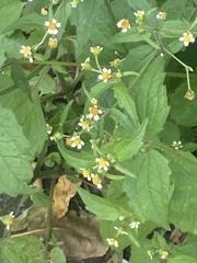Galinsoga quadriradiata