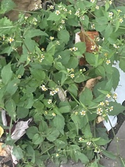 Galinsoga quadriradiata