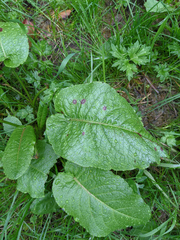 Rumex obtusifolius