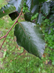 Fagus sylvatica