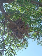 Pseudoseisura lophotes