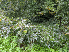 Fagus sylvatica