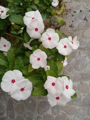 Catharanthus roseus