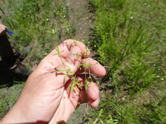 Galium obtusum