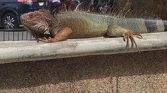Iguana iguana