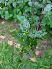 Urtica dioica
