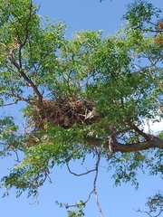 Pseudoseisura lophotes