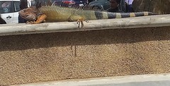 Iguana iguana