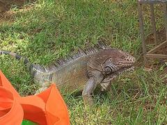 Iguana iguana