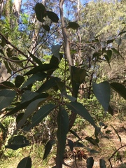 Corymbia maculata